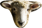 sheep1 (1)