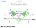 album-5-female-serpent-insect-reproductive-system