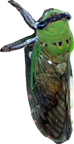 eee cicada-cut out