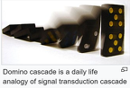 Last Domino to Fall is Signal TRANSDUCTION