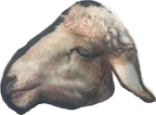 Sheep profile adjust