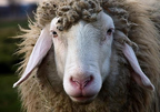 st stevens sheep
