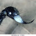 wasp scorpion--01