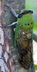 new-cicada