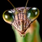 praying-mantis-