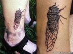 cicada-a9