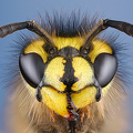 a-kehindo-wiley-wasp