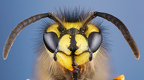 a-kehindo-wiley-wasp