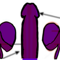 anatomical-penis-drawing