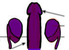 anatomical-penis-drawing