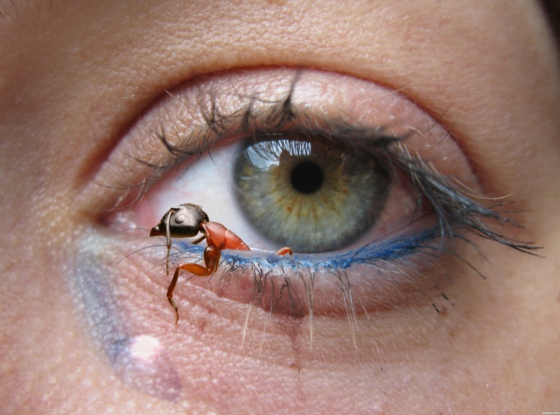 ant-in-eye.jpg