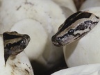 snake-hatching