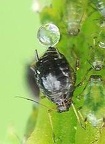aphid-producing-honeydew