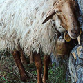 kehinde-wiley-sheep-matchup
