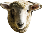 sheep-free-form-snip3a