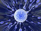 sperm-fertilizing-egg