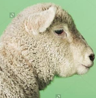 sheep-card-match2