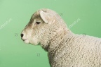 sheep-p5