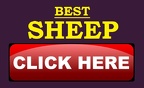 best-sheep-folder