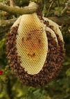 dan12-bee-hive-honeycomb