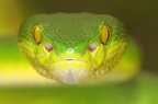 picfair-01383612-viper-face-1