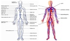 sperm-egg-trans-human-anatomy-veins-arteries-vessel-chart