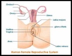sperm-egg-trans-female-repro-1