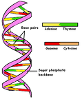 sitra-achra-qlipoth-dna-nucleotide