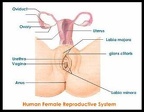rev-13-female-repro-1