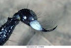 female-rival-wasp-scorpion-