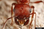 female-rival-ant-up-close