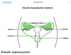 Female serpent Insect Reproductive system-01