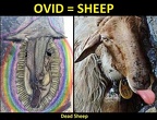 album-5-ovid-sheep