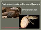 PARTHENOGENESIS in komodo dragons 1