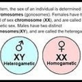 PARTHENOGENESIS CHROMOSOMES
