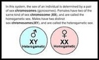 PARTHENOGENESIS CHROMOSOMES