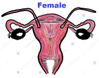 MALE-FEMALE BLEND 2