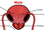 MALE-FEMALE BLEND 6