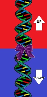 DNA BOW 1B