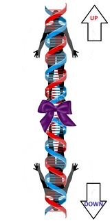 DNA BOW 2B