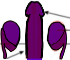 a penis diagram (1)