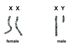 Female XX Sex Chromosome