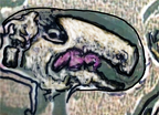 hieroglyph9 dead sheep-01