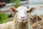funny-sheep-facts