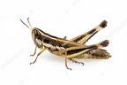 stock-photo-grasshopper-insect-isolated-on-a-white-background-1000w-199441046-511x377