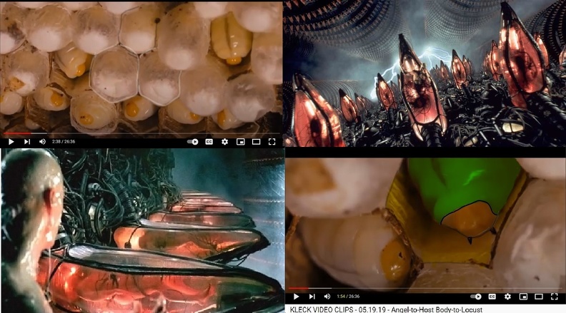 MATRIX PUPA blend (1).jpg