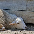 sheep-p4