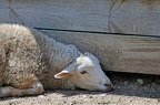 sheep-p4