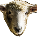sheep-free-form-snip3b