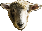sheep-free-form-snip3b